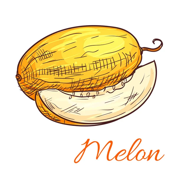 Melón vector color bosquejo icono — Vector de stock