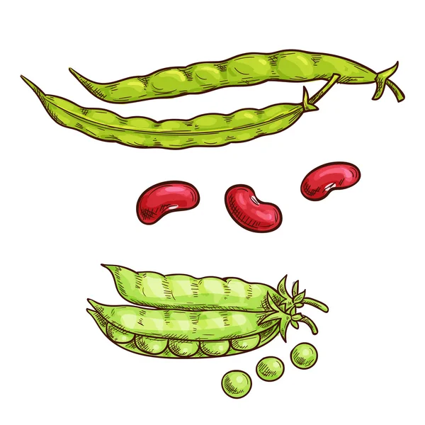 Gousse de pois vert et haricots croquis icônes — Image vectorielle