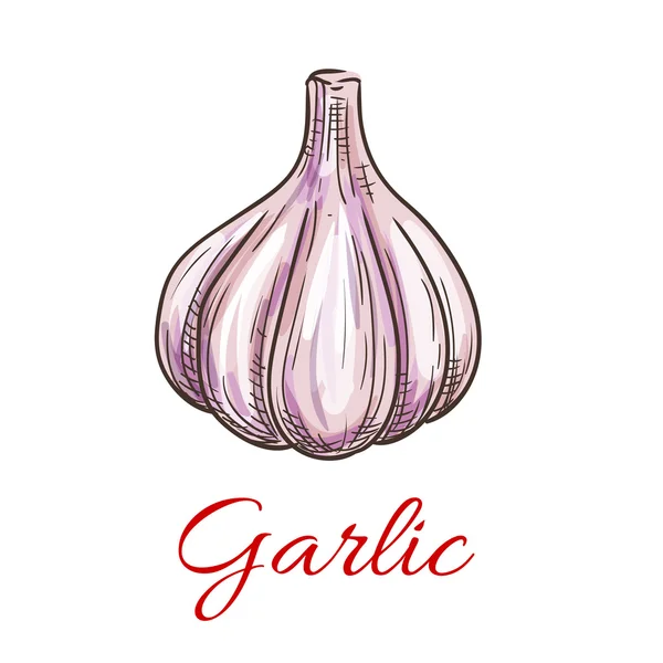 Garlic vegetable sketch icon — Stock Vector