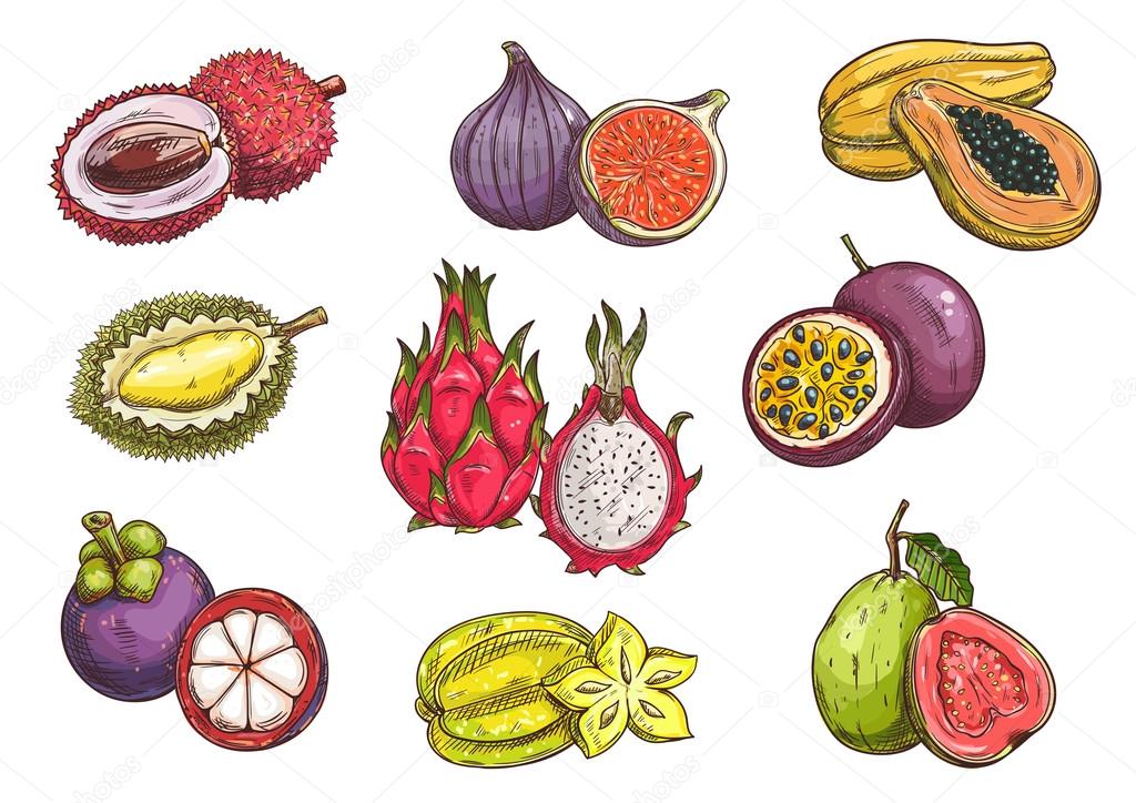 Tropical and exotic fruits. Isolated vector sketch of lychee, durian, mangosteen, fig, dragon fruit, carambola, papaya, passion fruit guava