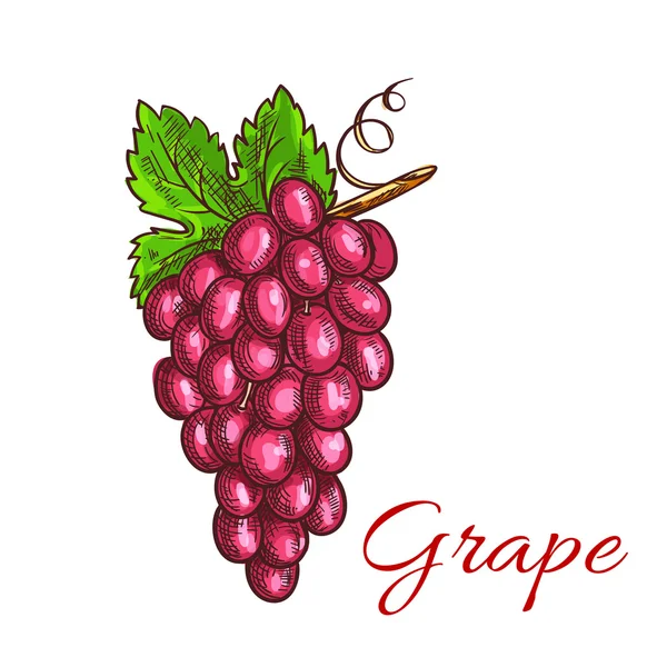 一束粉红色葡萄水果草图饮料设计 — 图库矢量图片