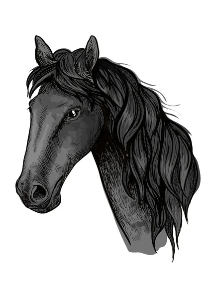 Sketch cabeça de cavalo de garanhão árabe preto — Vetor de Stock