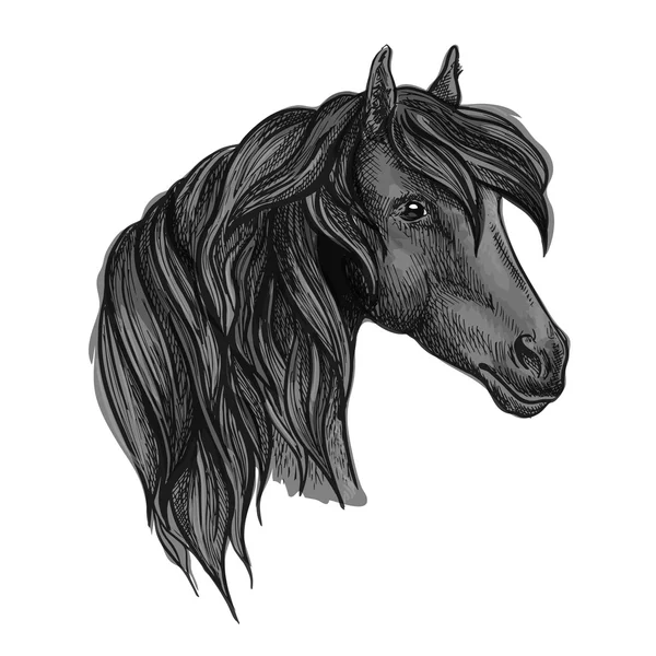 Arabian horse head sketch for equine sport design — Stock vektor