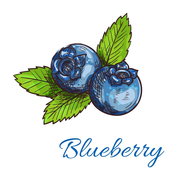 Blueberry fruits with leaves isolated sketch — ストックベクタ