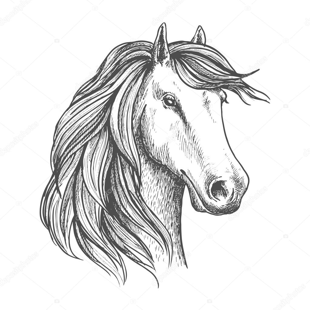 Arabian mare horse head isolated sketch