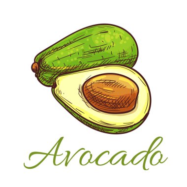 Avokado meyve sağlıklı gıda tasarım için kroki