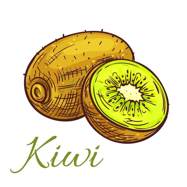 Kiwi fruta con jugosa rebanada boceto aislado — Vector de stock