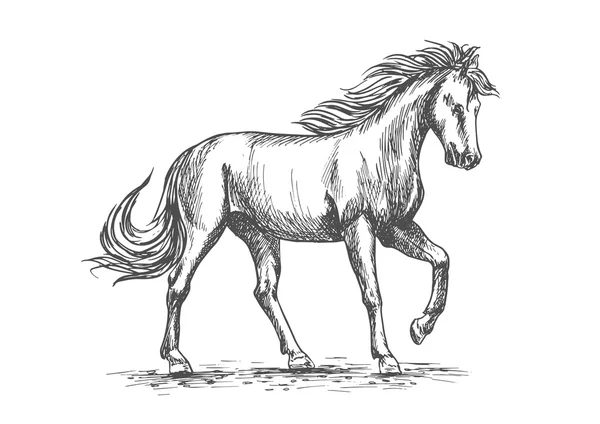 Horse in paddock isolated sketch for equine design — Διανυσματικό Αρχείο