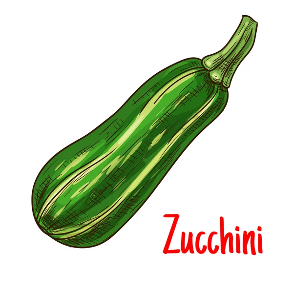 Green zucchini vegetable sketch for farming design — Stock Vector