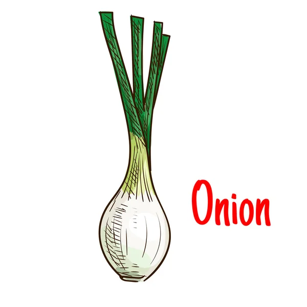 Spring onion vegetable with green leaves sketch — Stock vektor