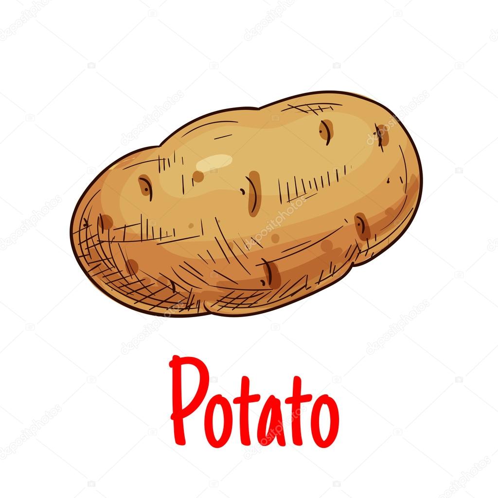 Potato vegetable icon. Isolated potato tuber vector sketch. Vegetarian fresh food product sign for sticker, grocery shop, farm store element