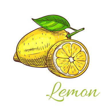 Limon meyve vektör çizim simgesi