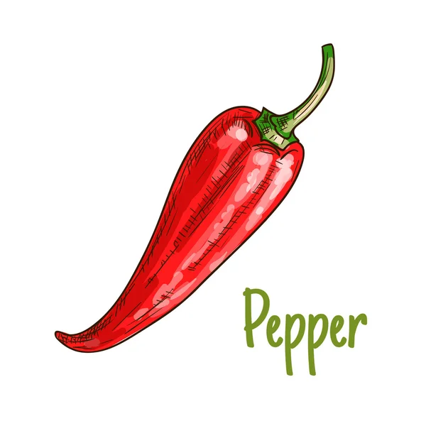 Roter Pfeffer Gemüse Skizze Symbol — Stockvektor