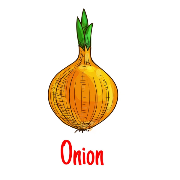 Bulb onion vegetable sketch isolated icon — Stock Vector