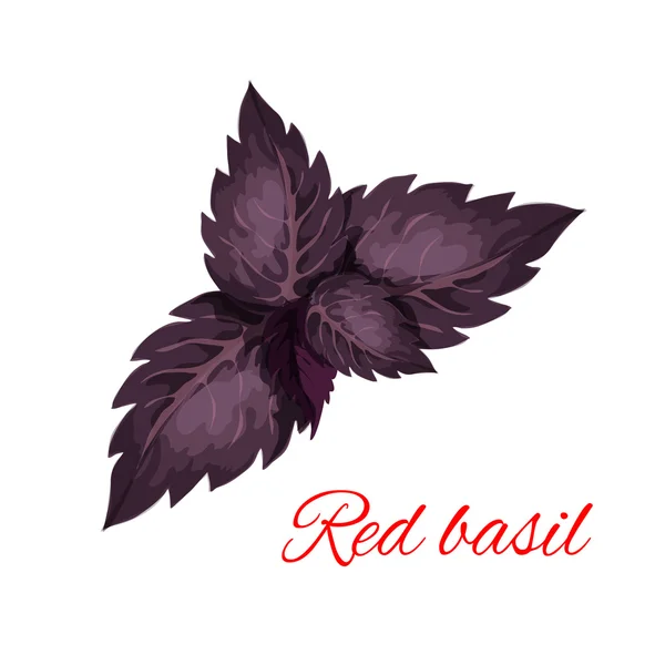 Feuilles de basilic rouge emblème isolé — Image vectorielle
