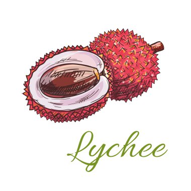 Taze lychee tropikal meyve kroki simgesi