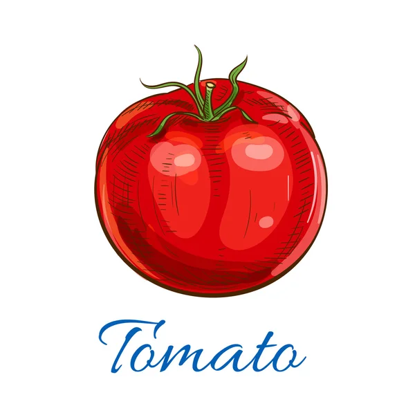 Čerstvé zralé červené rajče s listy skica ikony — Stockový vektor