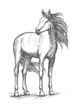 White horse ayakta açık kafa ile
