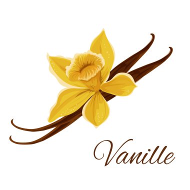 Çiçek izole simgesi ile Vanille pod