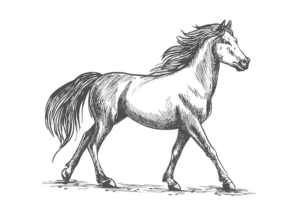 Caballo blanco camina con gracia — Vector de stock