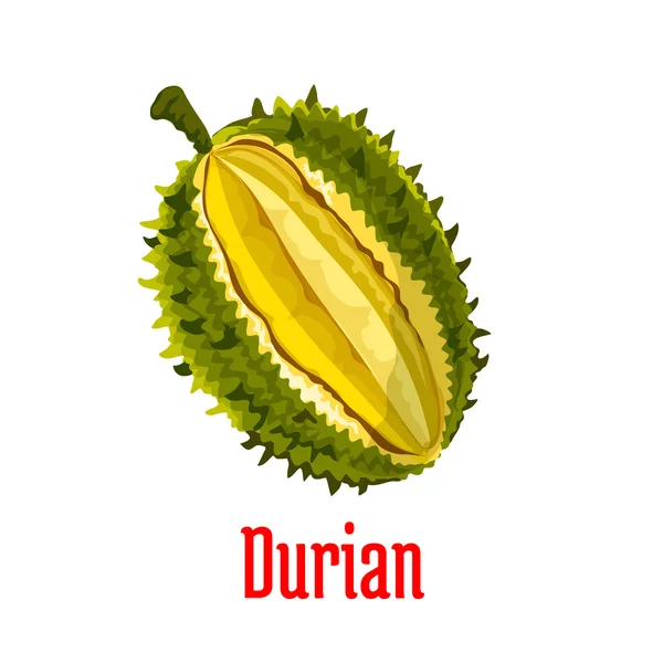 Durian exotic fruit isolated vector object — Stock Vector