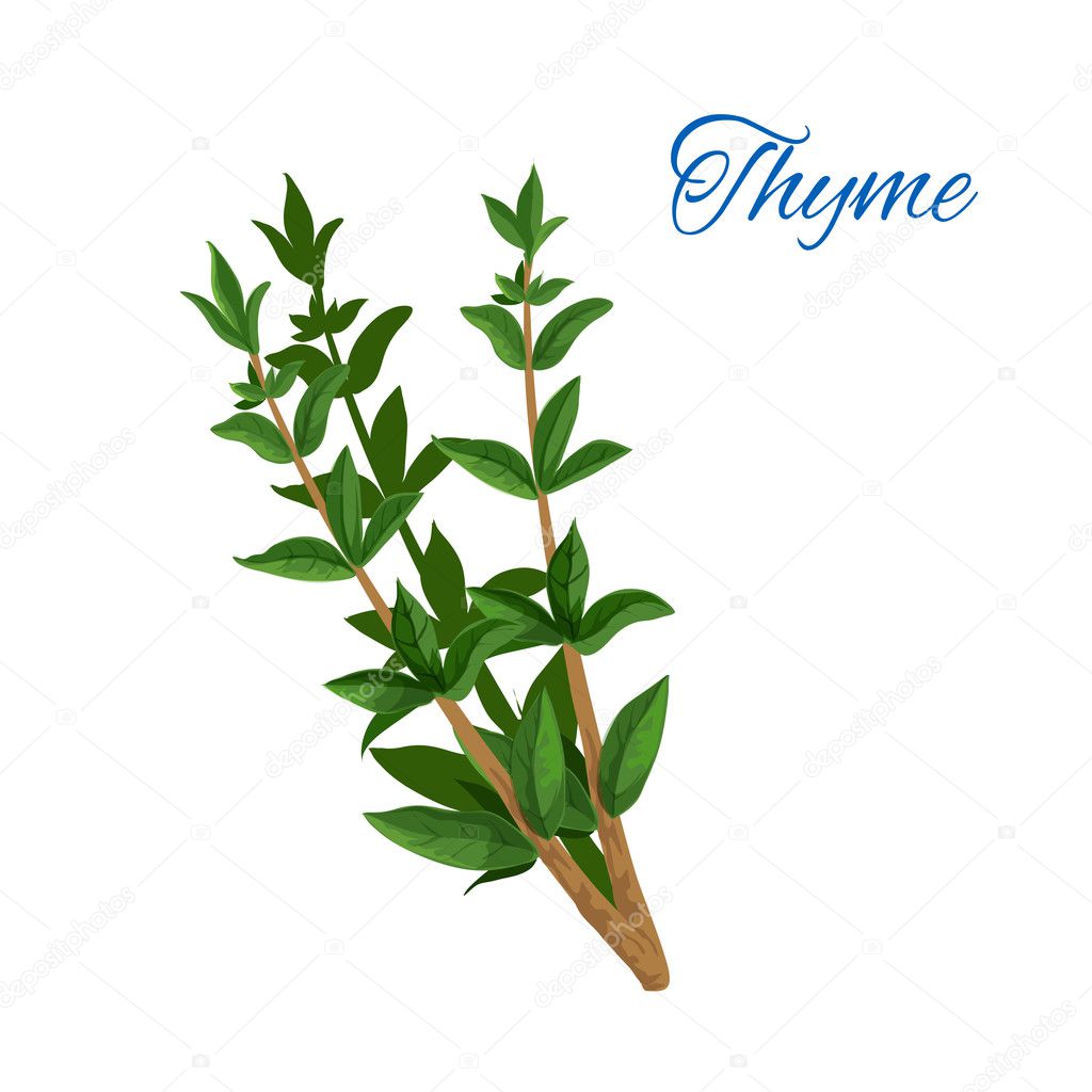 Thyme branch herb with leaves isolated icon