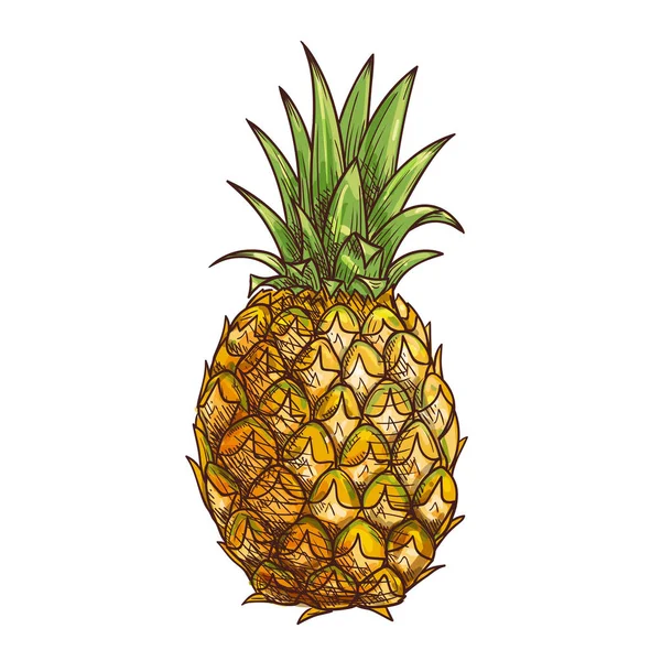 Pineapple exotci tropical fruit isolated sketch — Stock Vector