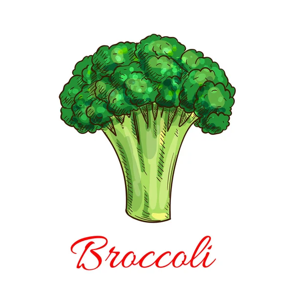 Ícone vegetariano do esboço do vetor vegetal de brócolis — Vetor de Stock