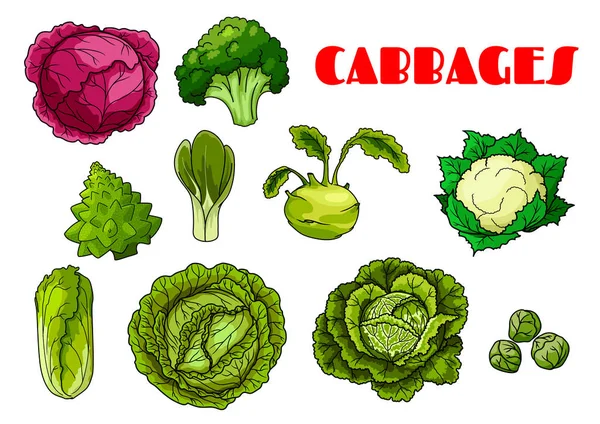 孤立的蔬菜白菜矢量图标 — 图库矢量图片