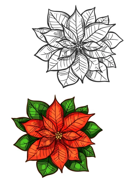 Boże Narodzenie poinsettia gwiazda kwiat na białym tle szkicu — Wektor stockowy