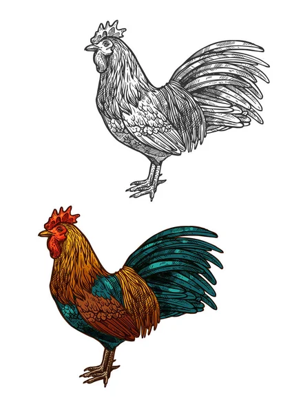 Gallo polla vector bosquejo icono para la Navidad — Vector de stock