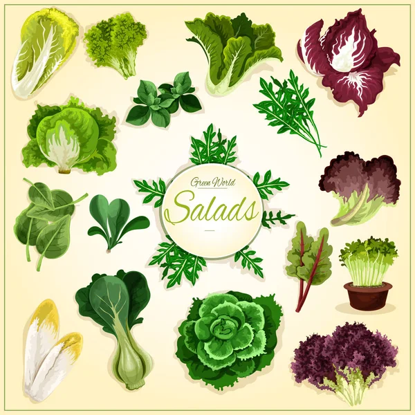 Salad leaf and vegetable greens poster — Stock Vector