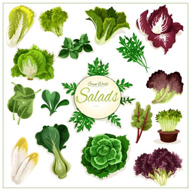 Yeşil salata, yapraklı sebzeler poster vektör