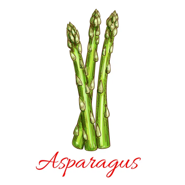 Asparagi gambo vegetale isolato schizzo — Vettoriale Stock