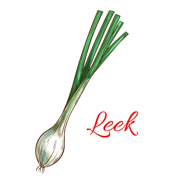 Puerro planta vegetal vector aislado icono del boceto — Vector de stock
