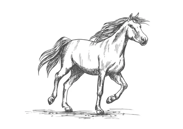 Croquis de cheval avec cheval de course — Image vectorielle