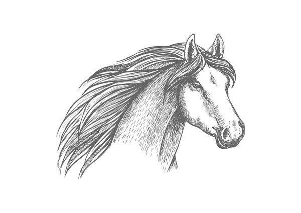 Horse head sketch of purebred arabian mare