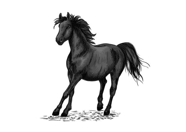 Black horse racing in gallop — Stock Vector