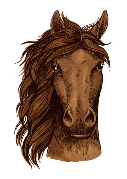 Άλογο κεφάλι σκίτσο του καφέ αραβικό άλογο κούρσας — Διανυσματικό Αρχείο