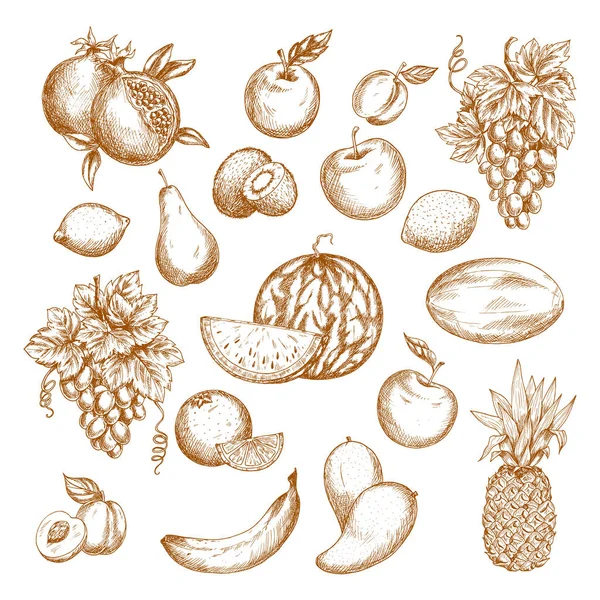 Набор набросков свежих фруктов для здорового питания — стоковый вектор