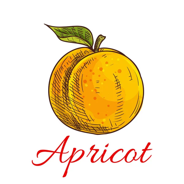 Fruit abricot vecteur croquis icône — Image vectorielle