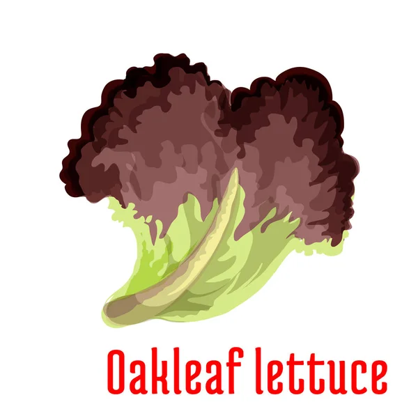 Red oakleaf lettuce vegetable isolated icon — Stock Vector