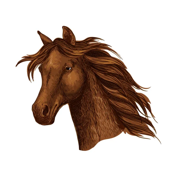 Arabian brun häst ras sport emblem — Stock vektor