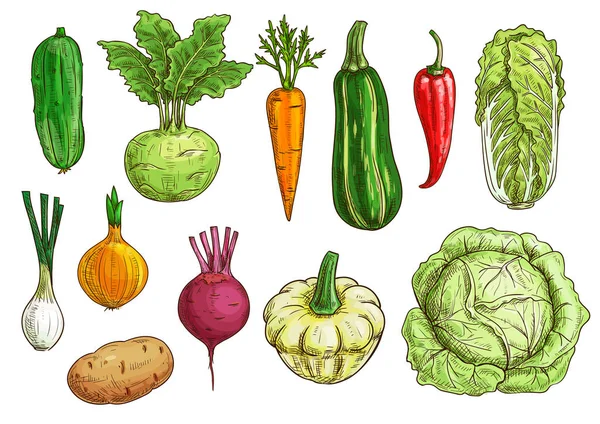 Gemüse isoliertes Skizzenset für die Lebensmittelgestaltung — Stockvektor