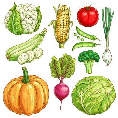 Çiftlik sebze izole kroki Icons set vektör