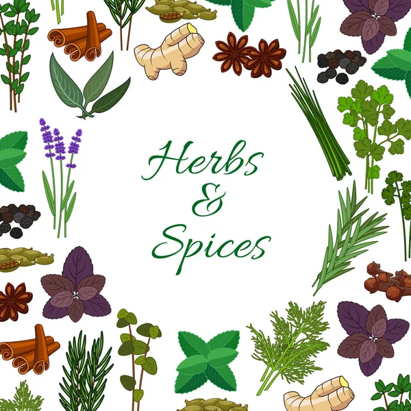 Spices and spicy herbs seasonings vector poster — Stock Vector