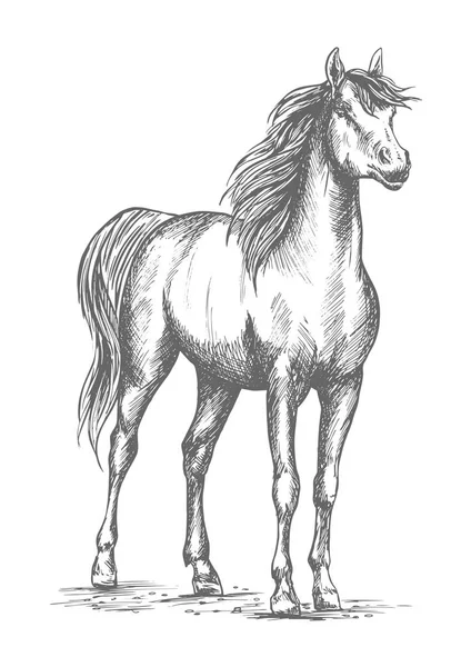 Ló, csikó, vagy büszke stud vektoros rajz Lóverseny — Stock Vector