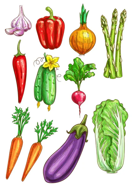 Vegetables vector sketch isolated icons — Stock Vector