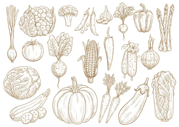 Gemüse Vektor Skizze isolierte Symbole gesetzt — Stockvektor