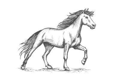 White horse stomping toynak kroki portre